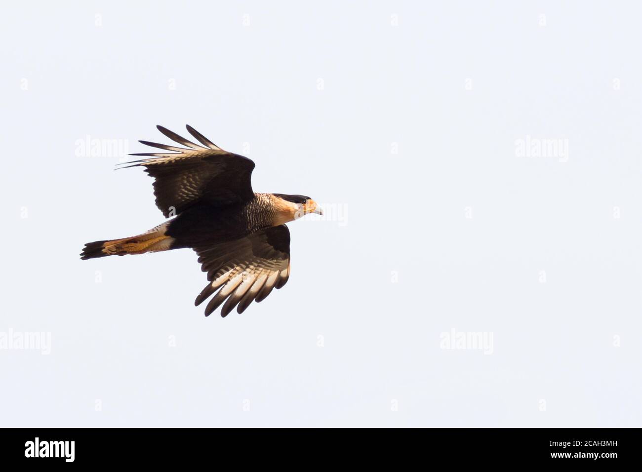 Caracara Meridionale (Caracara plancus) Foto Stock