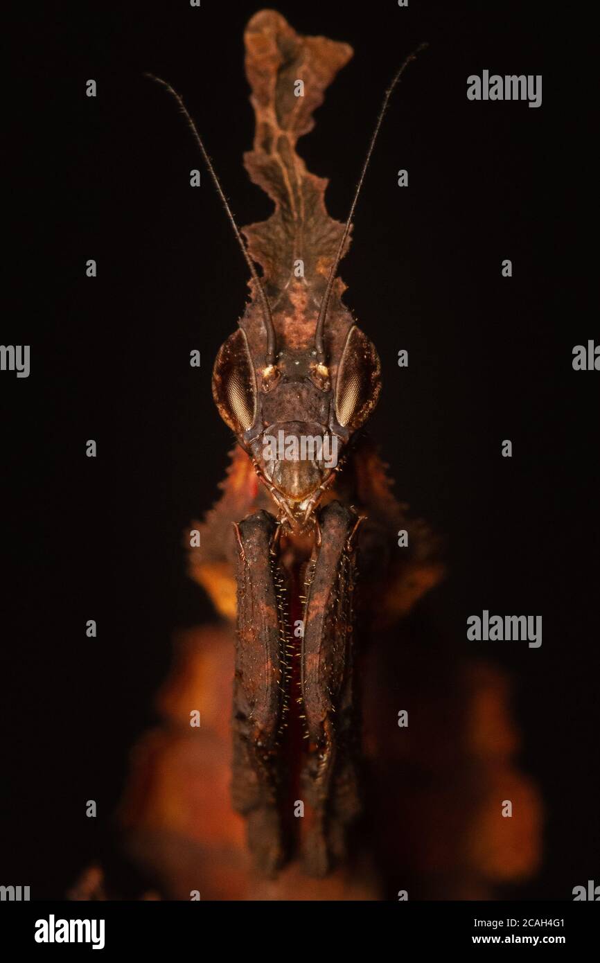 Ritratto della mantide fantasma (Phyllocrania paradoxa) Foto Stock