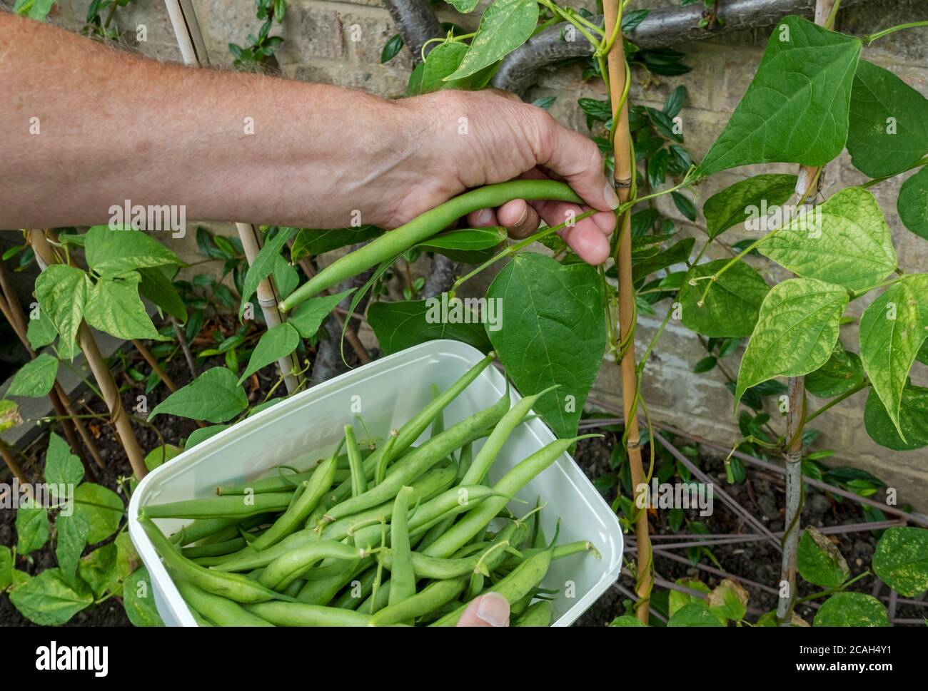 Primo piano di uomo persona raccolta di verdure di casa fagiolini verdi in giardino in estate Inghilterra Regno Unito Regno Unito GB Gran Bretagna Foto Stock