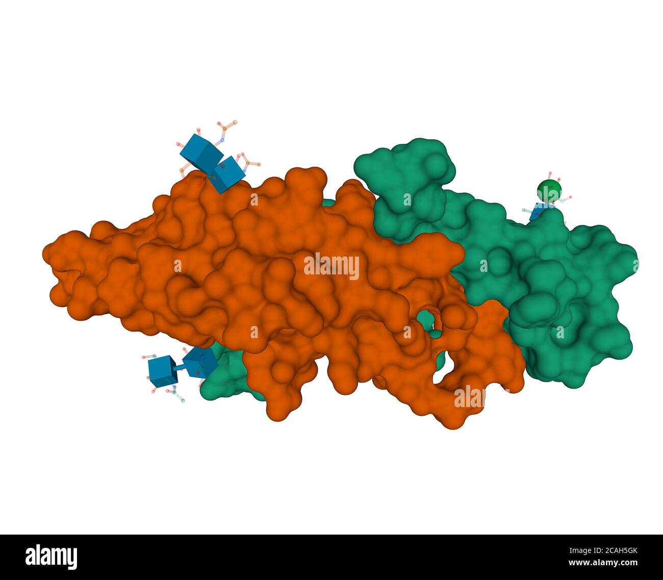 Ormone follicolo-stimolante umano ricombinante con molecole di carboidrato mostrate attaccate, modello 3D della struttura quaternaria eterodimera Foto Stock