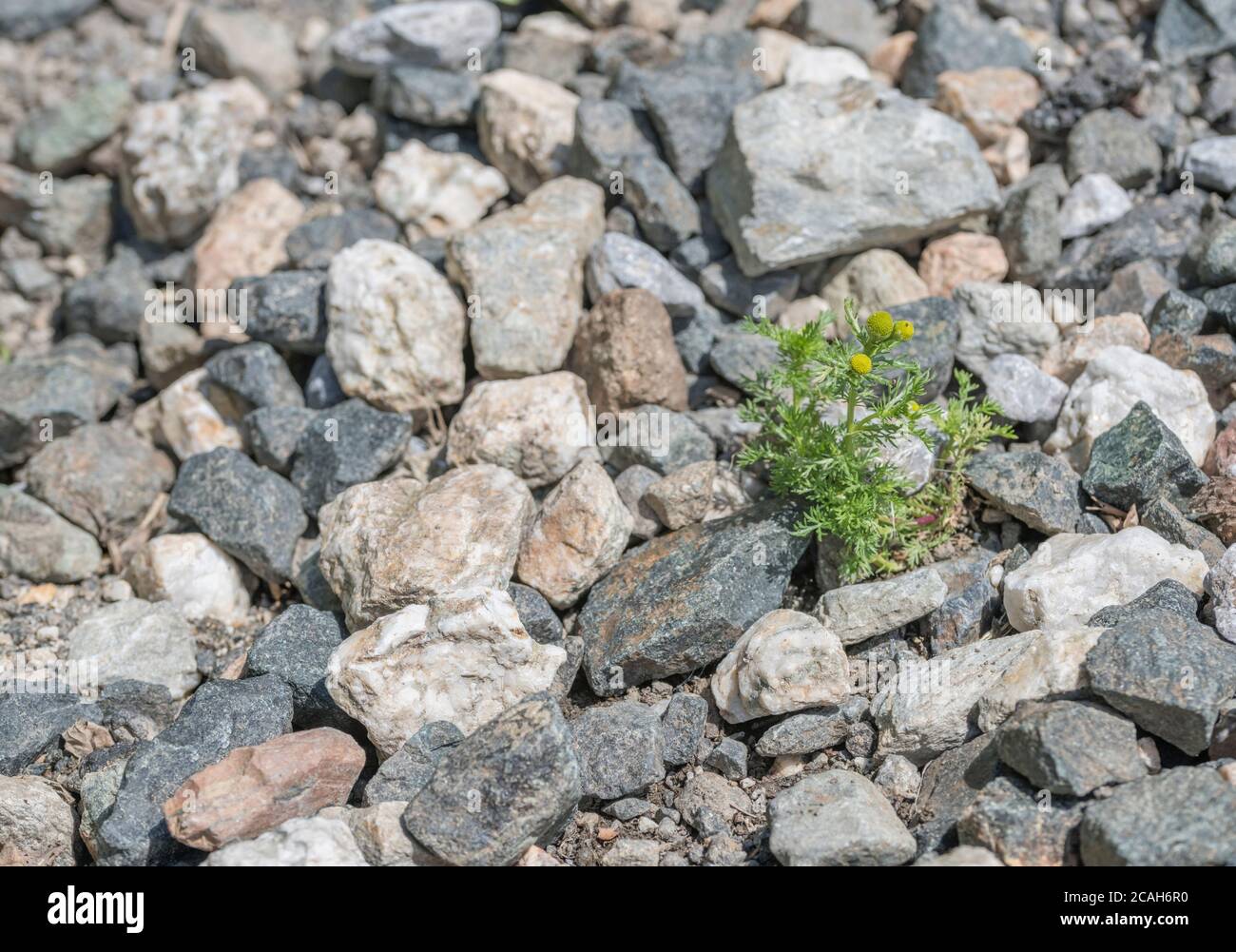 Single Pineapple Weed / Matricaria discoidea pianta che cresce in ghiaia. Ha l'odore / aroma e sapore di ananas. È stato usato nei rimedi di erbe. Foto Stock