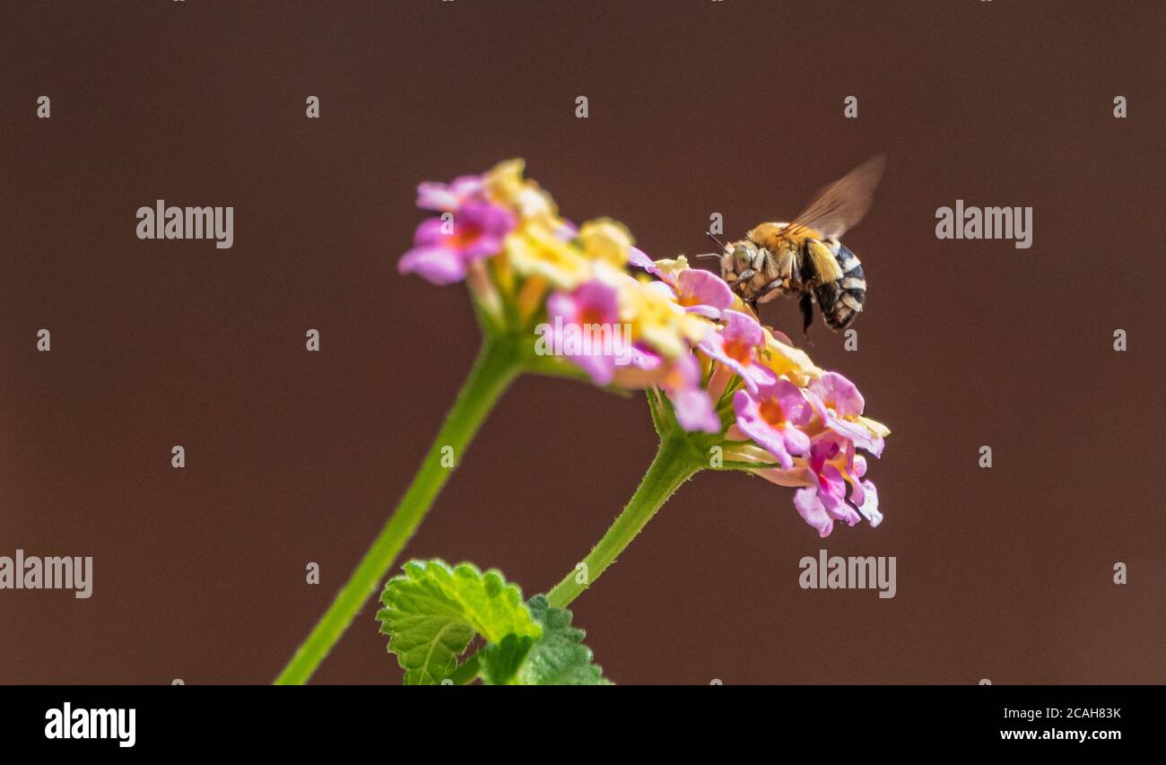 Amegilla quadrifasciata, Bee Digger a quattro righe su un fiore di Lantana Foto Stock