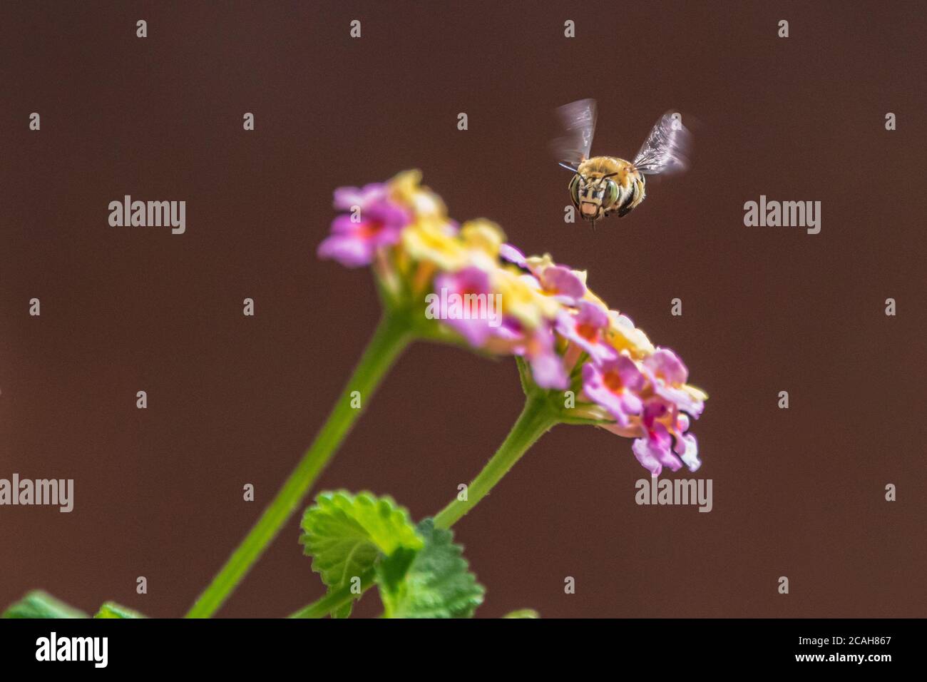 Amegilla quadrifasciata, Bee Digger a quattro righe su un fiore di Lantana Foto Stock