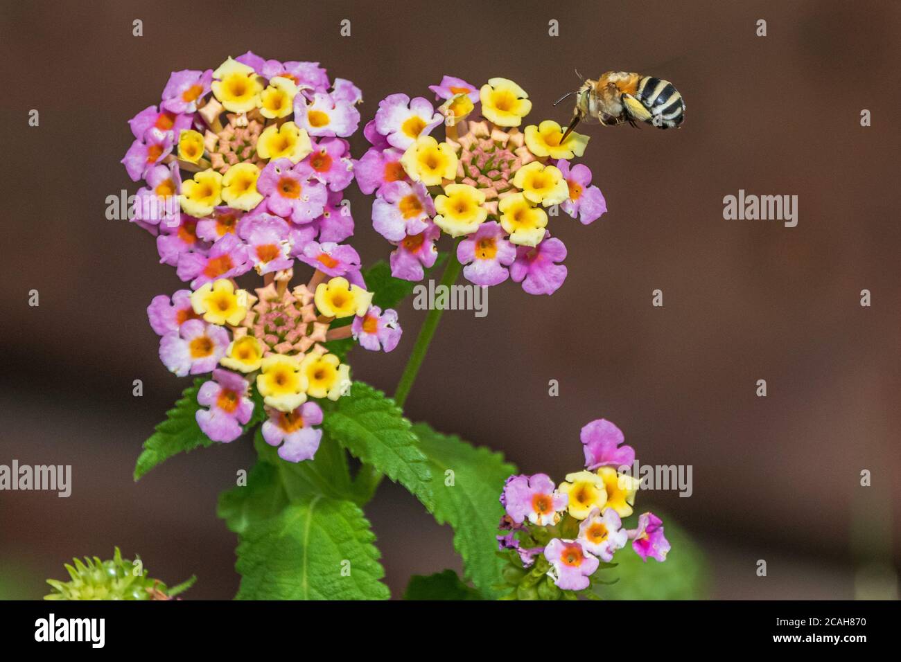 Amegilla quadrifasciata, Bee Digger a quattro righe su un fiore di Lantana Foto Stock
