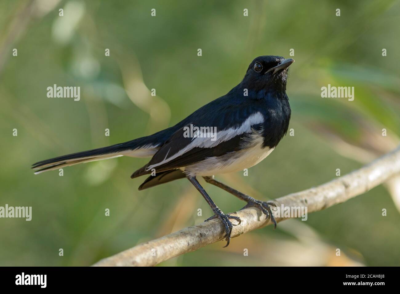 Orientale Magpie-robin - Copsychus saularis, bello nad bianco nero che perching uccello da boschi asiatici, Sri Lanka. Foto Stock