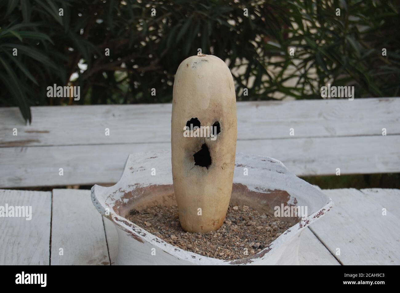 Testa di zucca lunga. Decorazione di Halloween. La sua seduta su un tavolo bianco in un vaso di fiori. Alcune piante sullo sfondo. Foto Stock