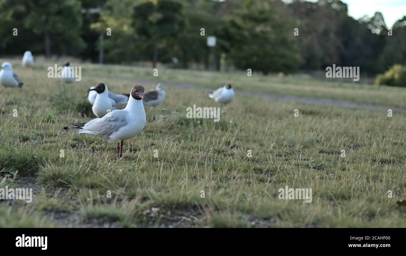 Bianchi Larus Relictus gabbiani sull'erba verde nel parcheggia di giorno Foto Stock