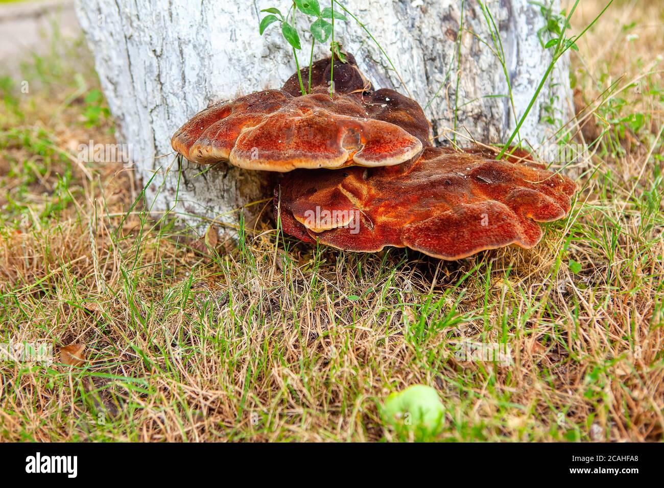 Conk che cresce su un albero . Ganoderma applanatum. Alberi decidui tronco Foto Stock