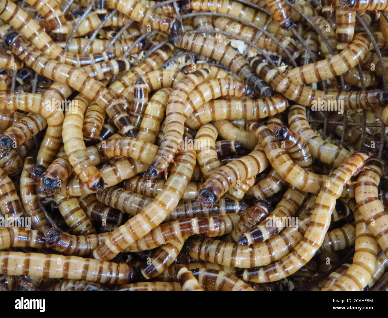 Colpo di closeup di superworm che possono essere utilizzati come cibo per pesci, anfibi, rettili, uccelli Foto Stock