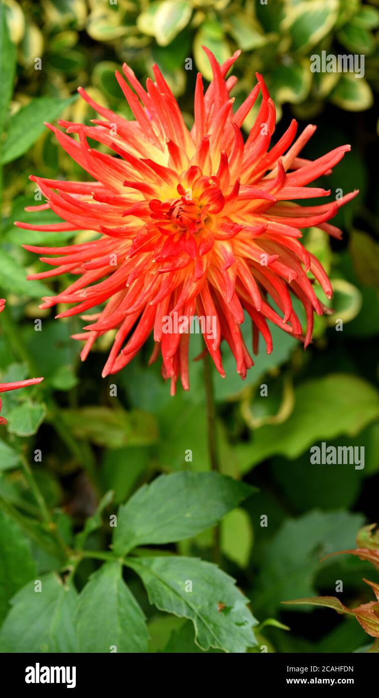 Una vivace fioritura rossa e gialla del tramonto di Dahlia Kenora. Foto Stock