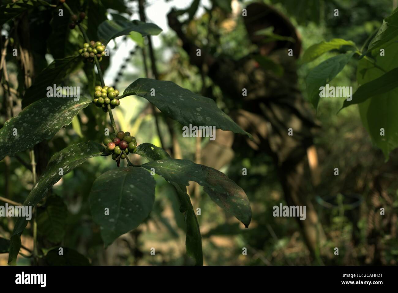 Ciliegie da caffè robusta in una fattoria collinare nel villaggio di Ciputri, Cianjur regency, Giava Occidentale, Indonesia. Foto Stock