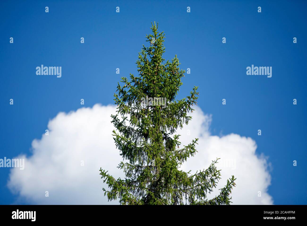 Una cima d'abete europea ( Picea Abies ) contro la nuvola bianca e il cielo blu a Summer , Finlandia Foto Stock