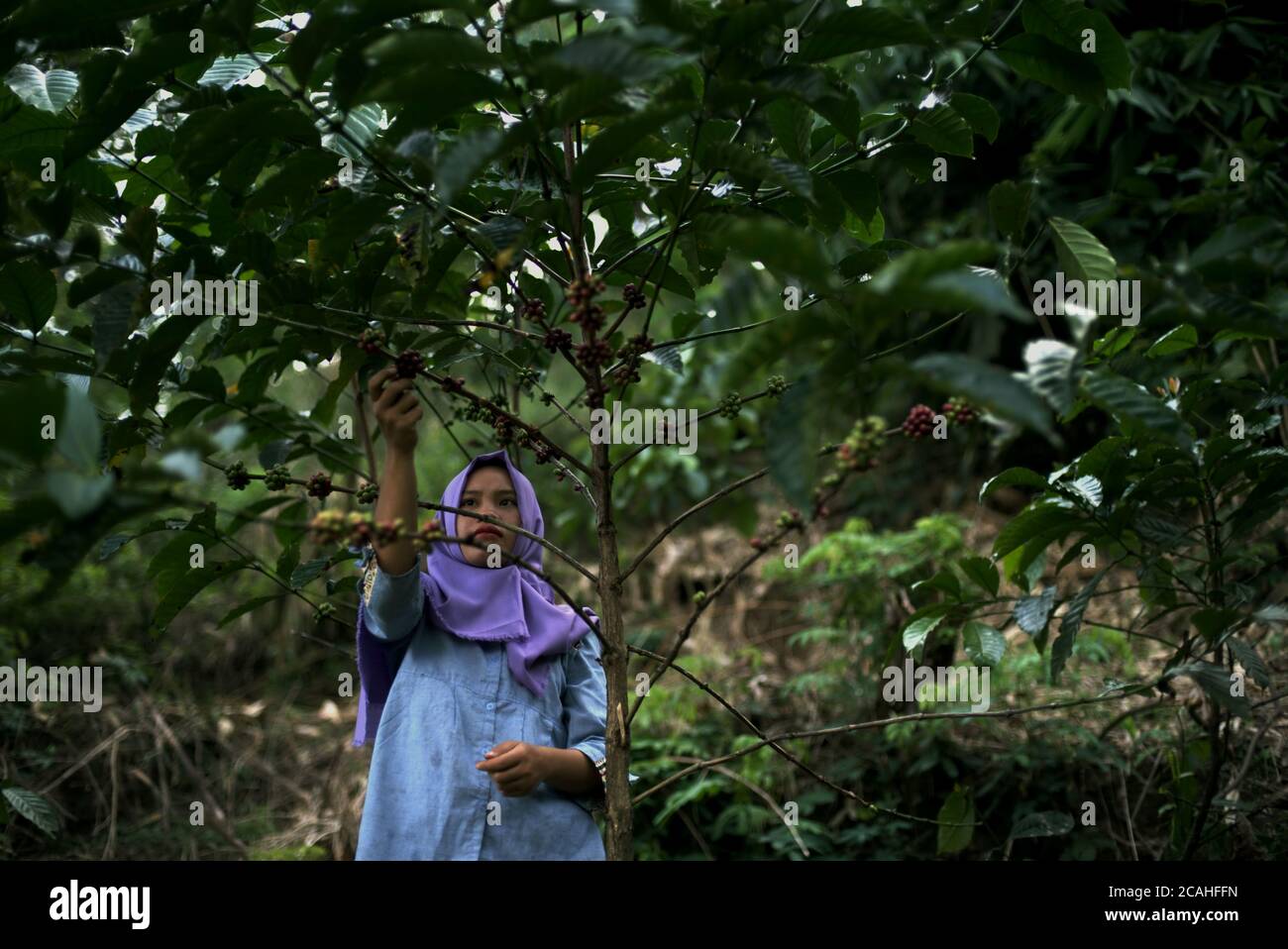 Un coltivatore di caffè che raccoglie le ciliegie di caffè robusta in una fattoria collinare nel villaggio di Ciputri, Cianjur regency, Giava Occidentale, Indonesia. Foto Stock
