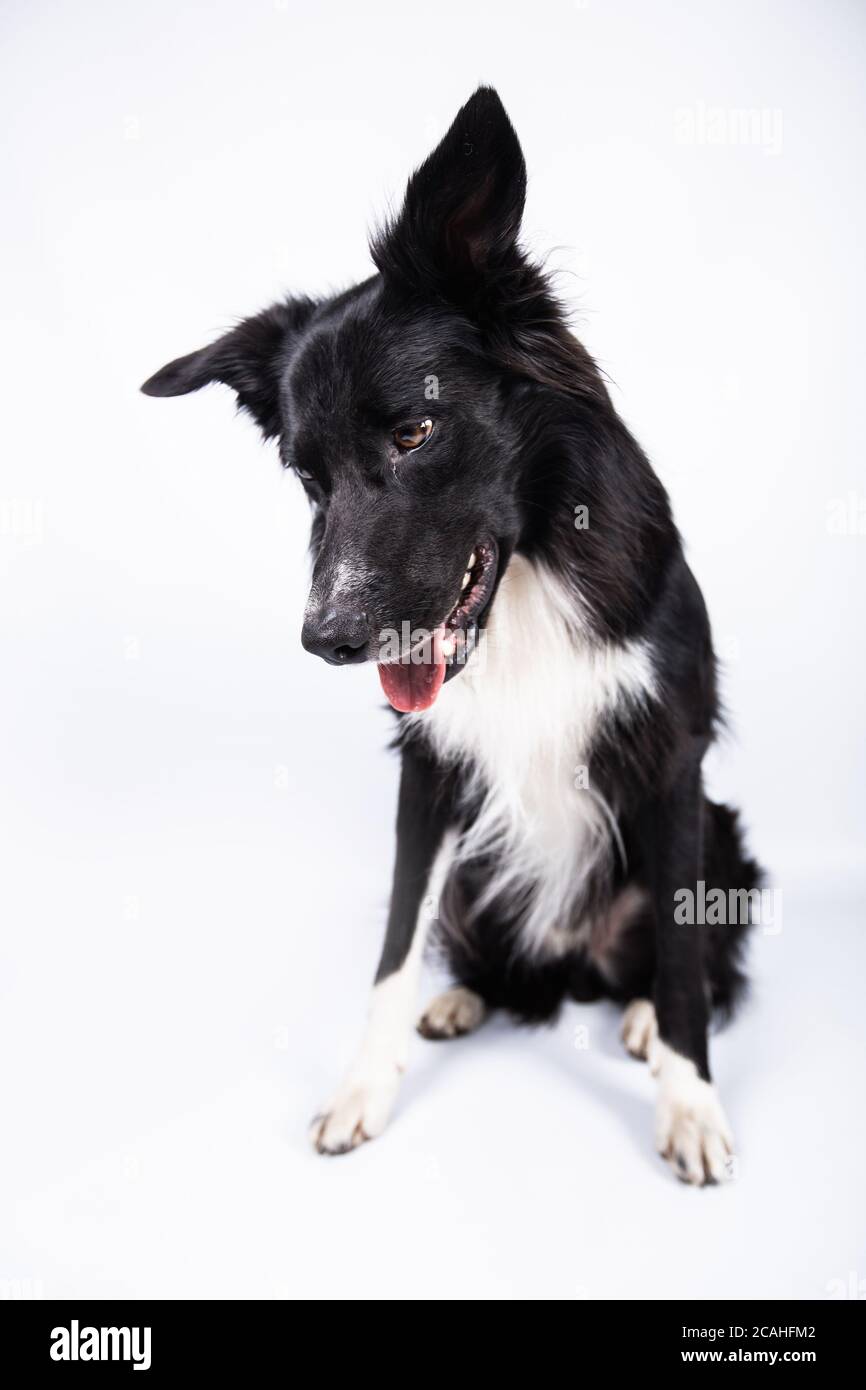 Ritratto a tutta lunghezza di un adorabile bordo in murebred Collie guardando verso il basso isolato su sfondo grigio con spazio per la copia. Divertente cane bianco e nero guardando Foto Stock