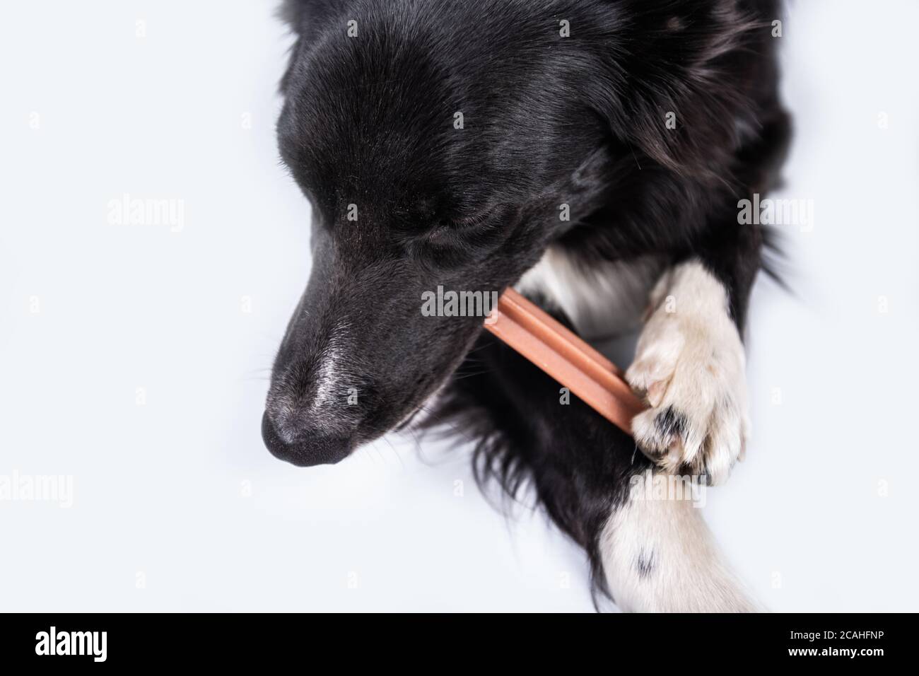 Collie di bordo masticare un giocattolo per la cura dentale. Igiene orale del cane . Foto Stock