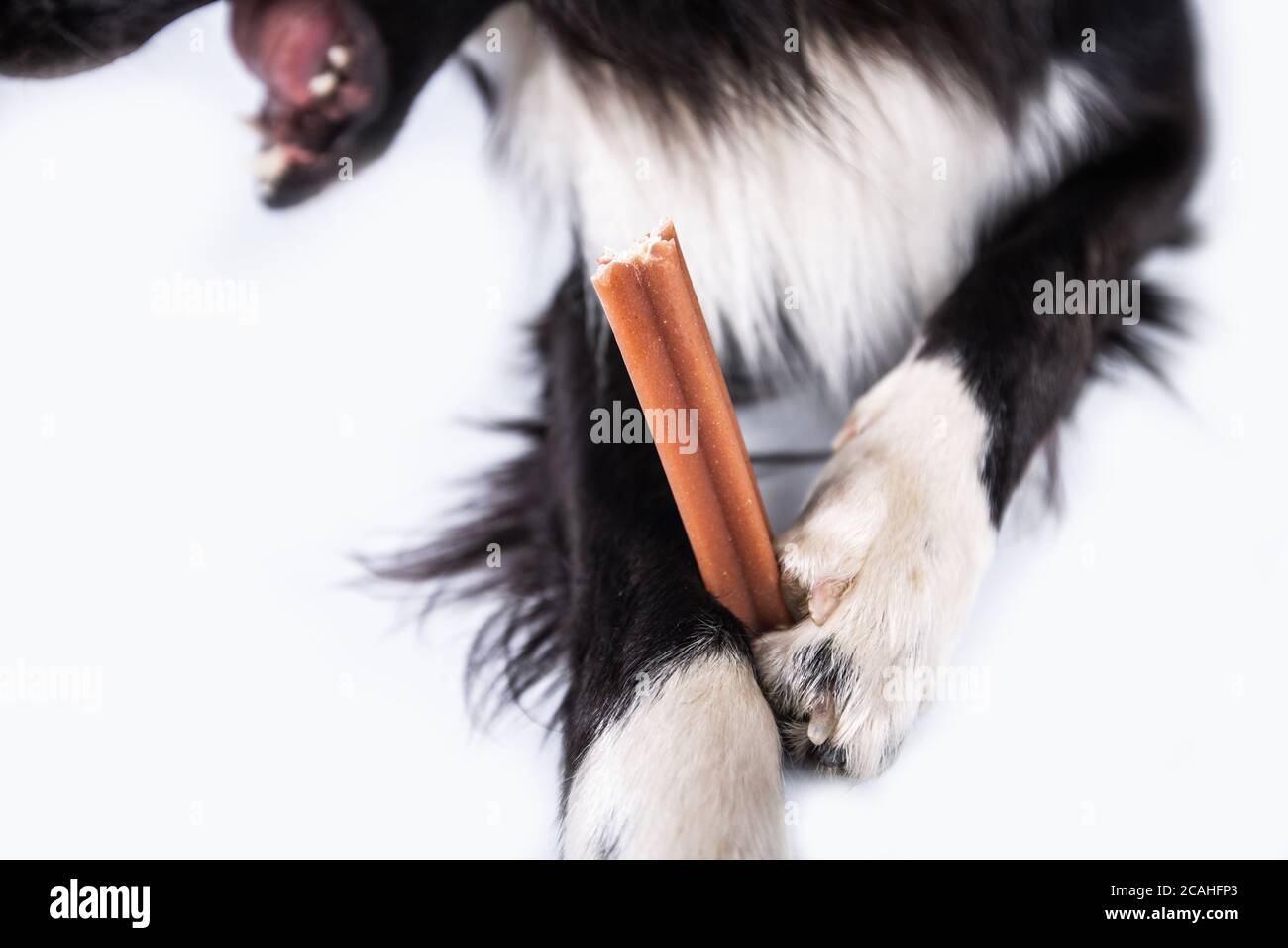 Collie di bordo masticare un giocattolo per la cura dentale. Igiene orale del cane . Foto Stock