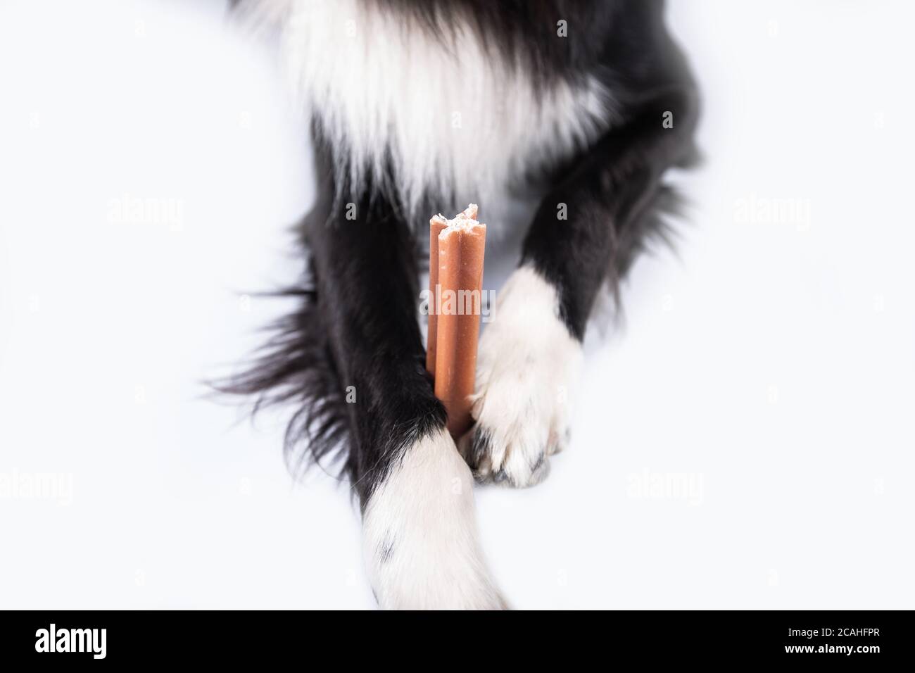 Collie di bordo che tiene un masticare un giocattolo per la cura dentale. Igiene orale del cane . Foto Stock