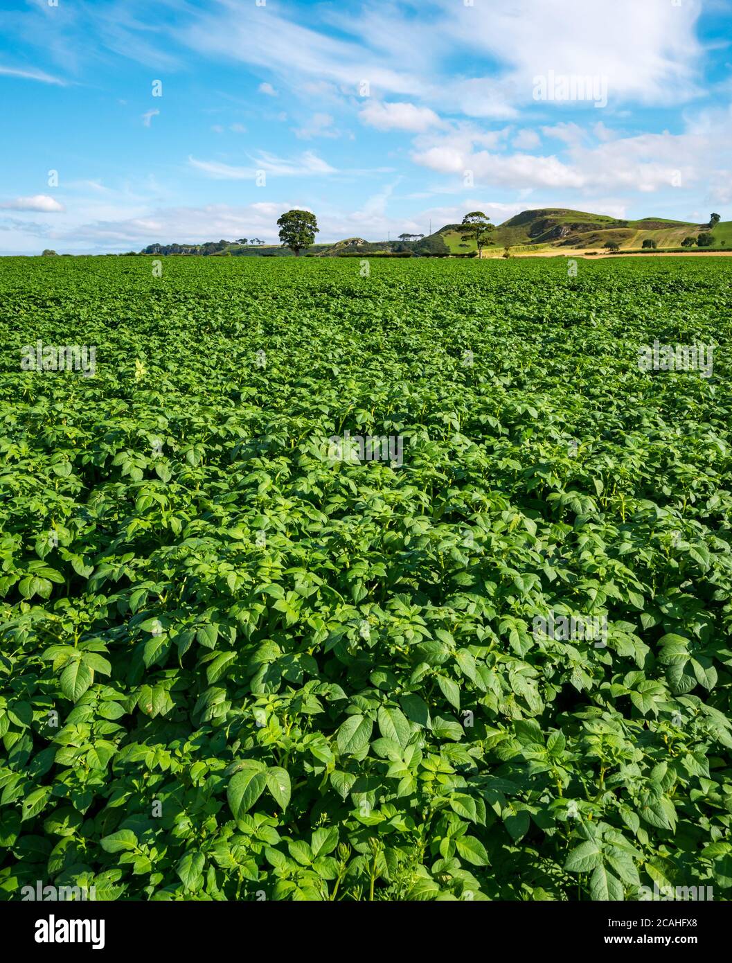 Paesaggio estivo agricolo con coltivazione di piante di patate in un campo, East Lothian, Scozia, Regno Unito Foto Stock