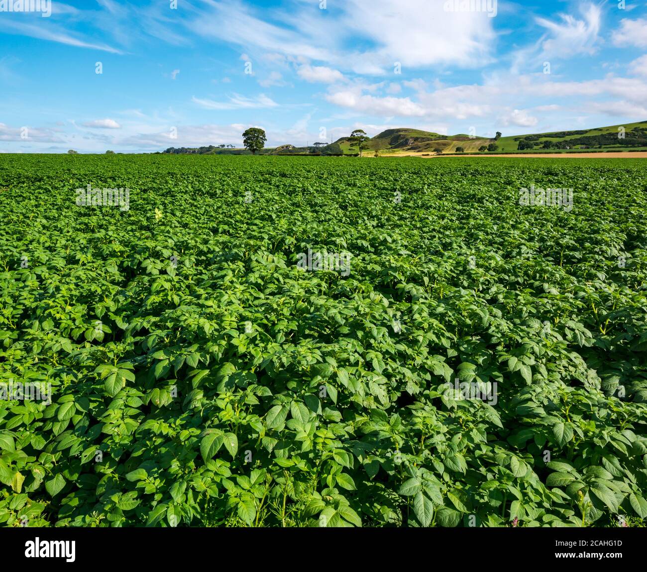 Paesaggio estivo agricolo con coltivazione di piante di patate in un campo, East Lothian, Scozia, Regno Unito Foto Stock