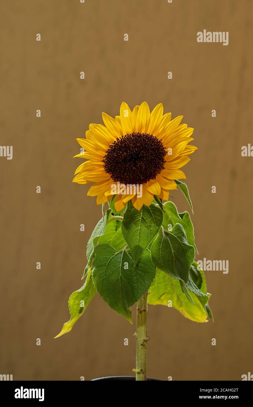 Bella primavera brasiliana girasole fiore Foto Stock