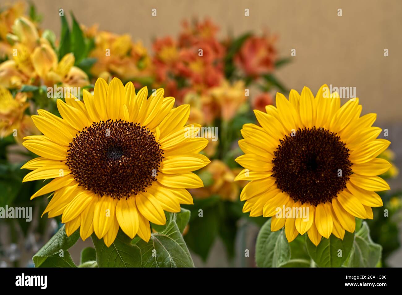 Bella primavera brasiliana girasole fiore Foto Stock