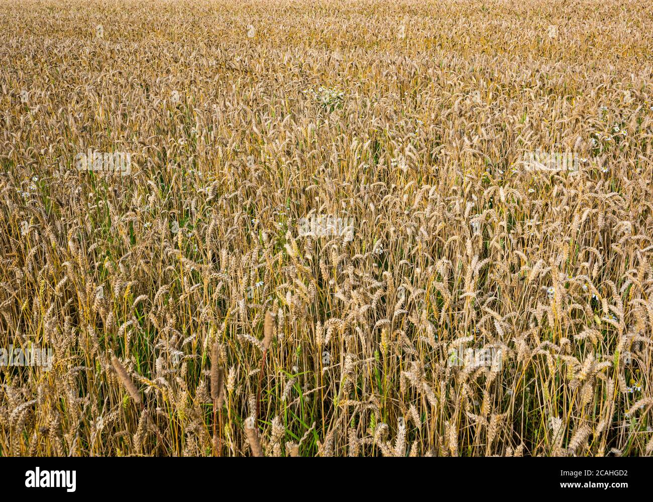 Primo piano di coltivazione di grano in un campo, East Lothian, Scozia, Regno Unito Foto Stock