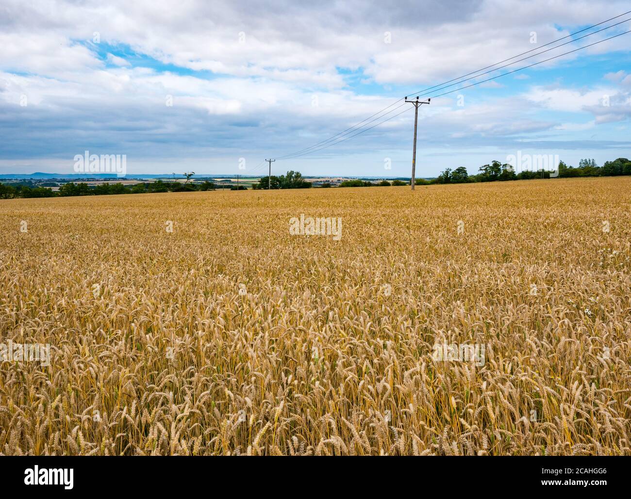 Paesaggio agricolo estivo con campo di grano e pali di cavo elettrico, East Lothian, Scozia, UK Foto Stock