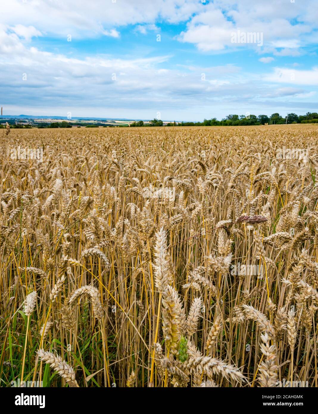 Paesaggio estivo agricolo con coltivazione di cereali di grano in un campo, East Lothian, Scozia, Regno Unito Foto Stock