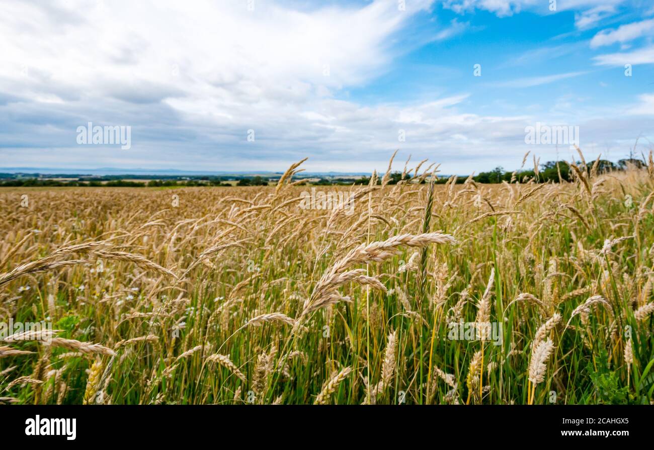 Paesaggio estivo agricolo con coltivazione di cereali di grano in un campo, East Lothian, Scozia, Regno Unito Foto Stock