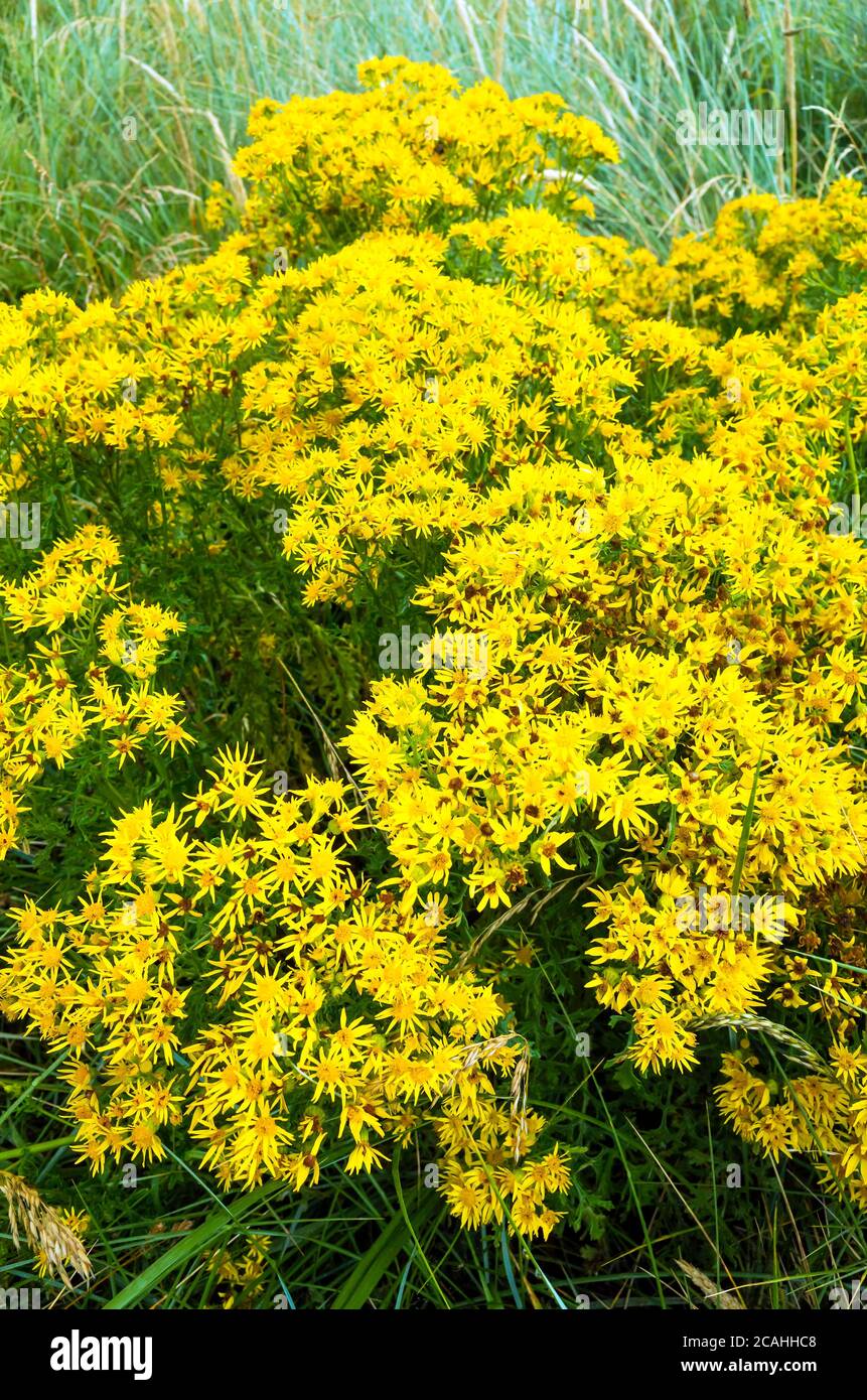 Comune Ragwort Jacobaea vulgaris anche chiamato stillando Willie un'erbaccia molto comune che è velenosa ai cavalli e danneggia i loro fegato Foto Stock