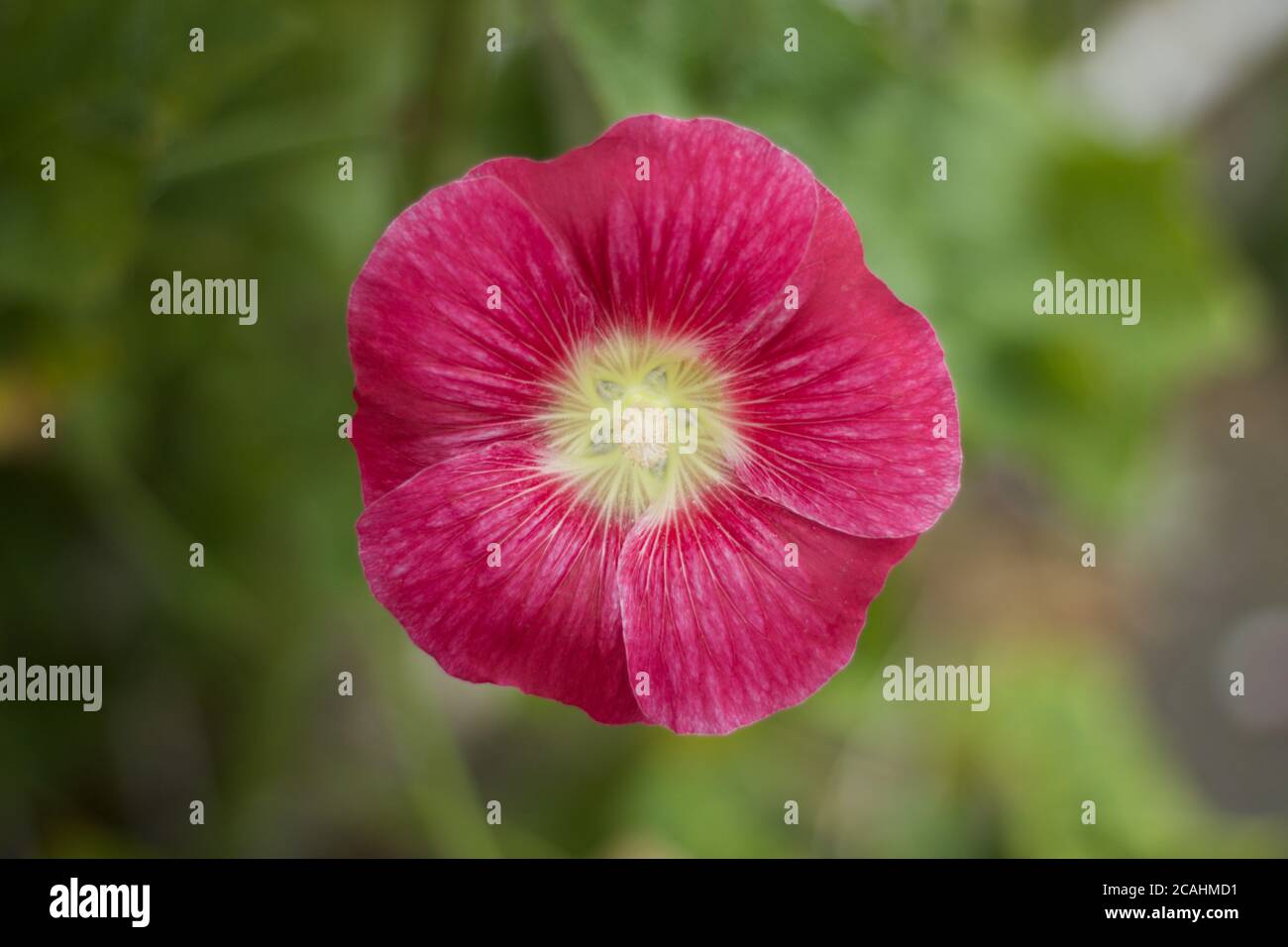 Bello singolo rosa rosso hollyhock fiore su morbido sfondo con spazio di copia Foto Stock
