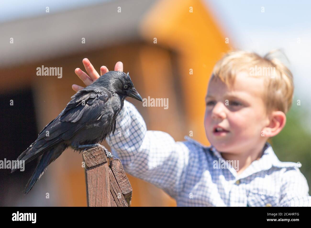 Ragazzo di 4 anni con un uccello di jackdaw dell'animale domestico, Regno Unito Foto Stock