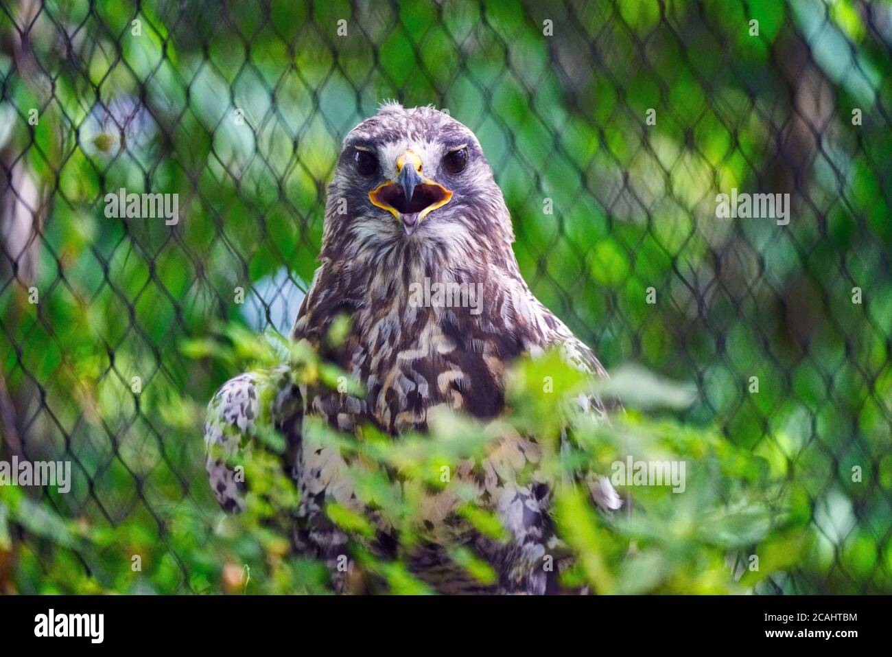 Montreal,Quebec,Canada,25 Luglio 2020.il falco ruvido tenuto in cattività.Credit: Mario Beauregard/Alamy News Foto Stock