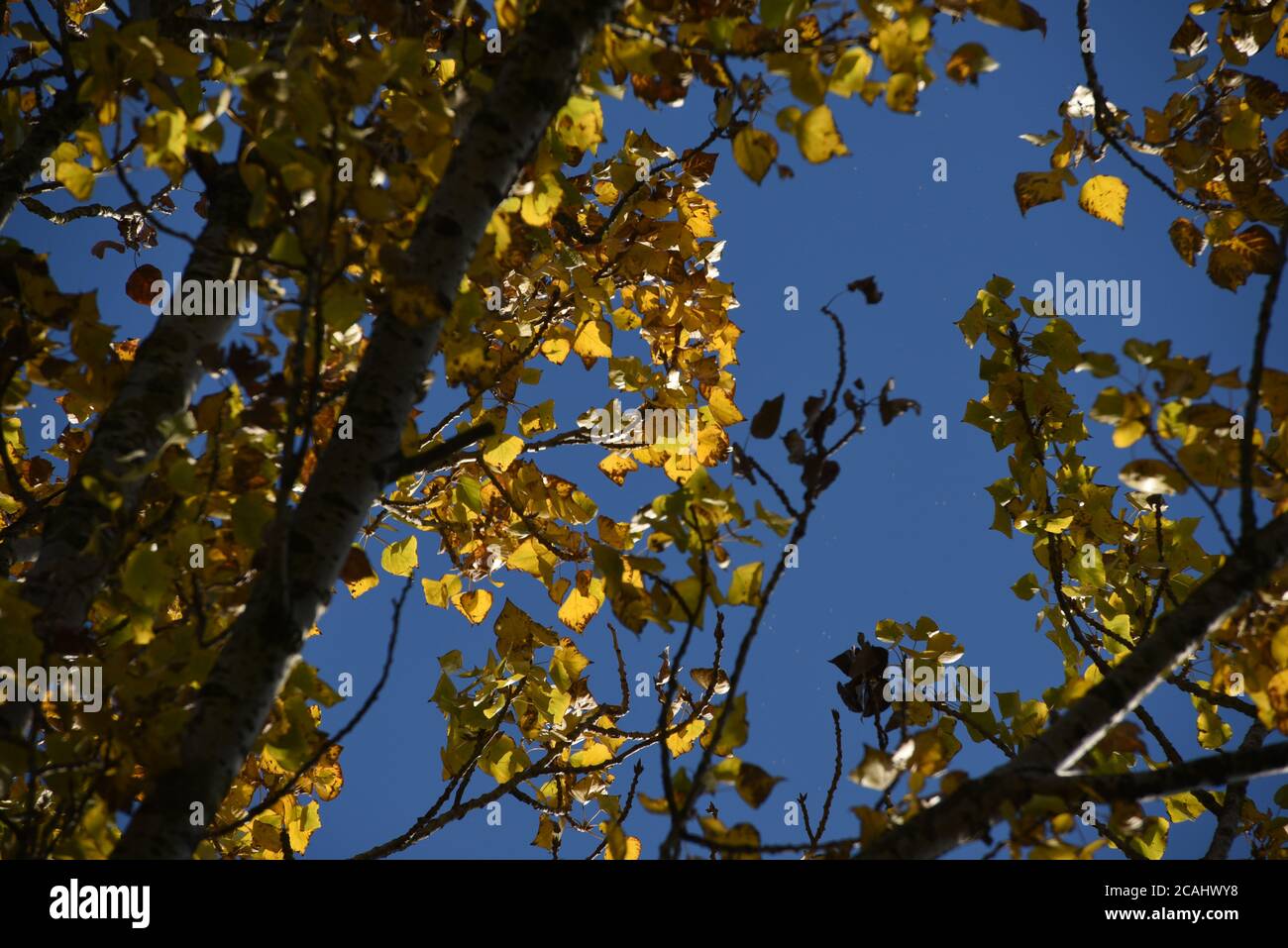 Luce del sole di autunno attraverso le foglie dorate contro un cielo blu sopra una giornata perfetta Foto Stock