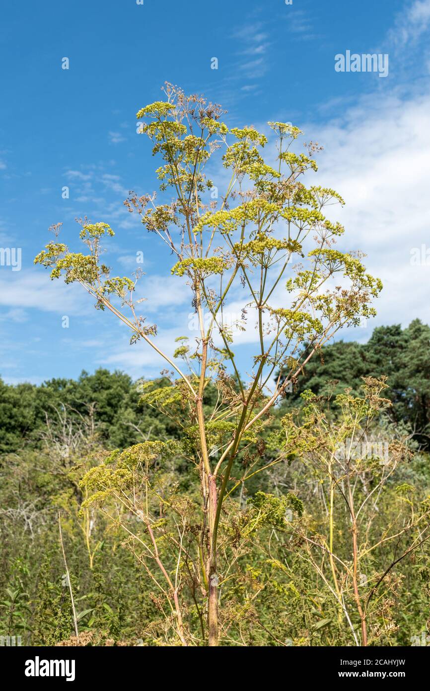 Hemlock (Conium maculatum), una pianta velenosa alta, Regno Unito Foto Stock
