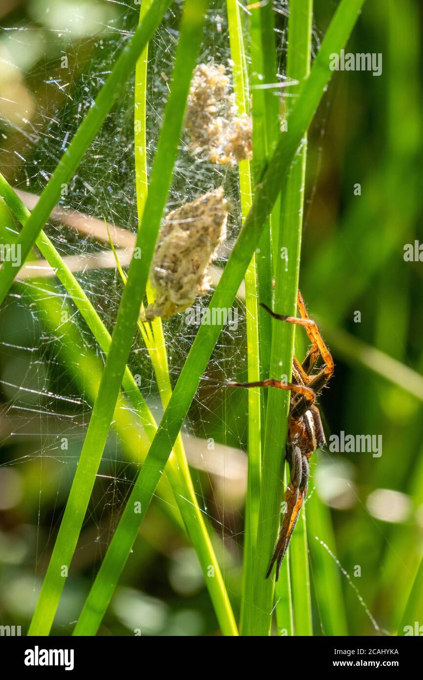 Zattera ragno (Dolomedes fimbriatus) femmina che custodisce il suo nido, sacco d'uovo all'interno di un nido web in canne da schiavitù su brughiera umida, Regno Unito Foto Stock