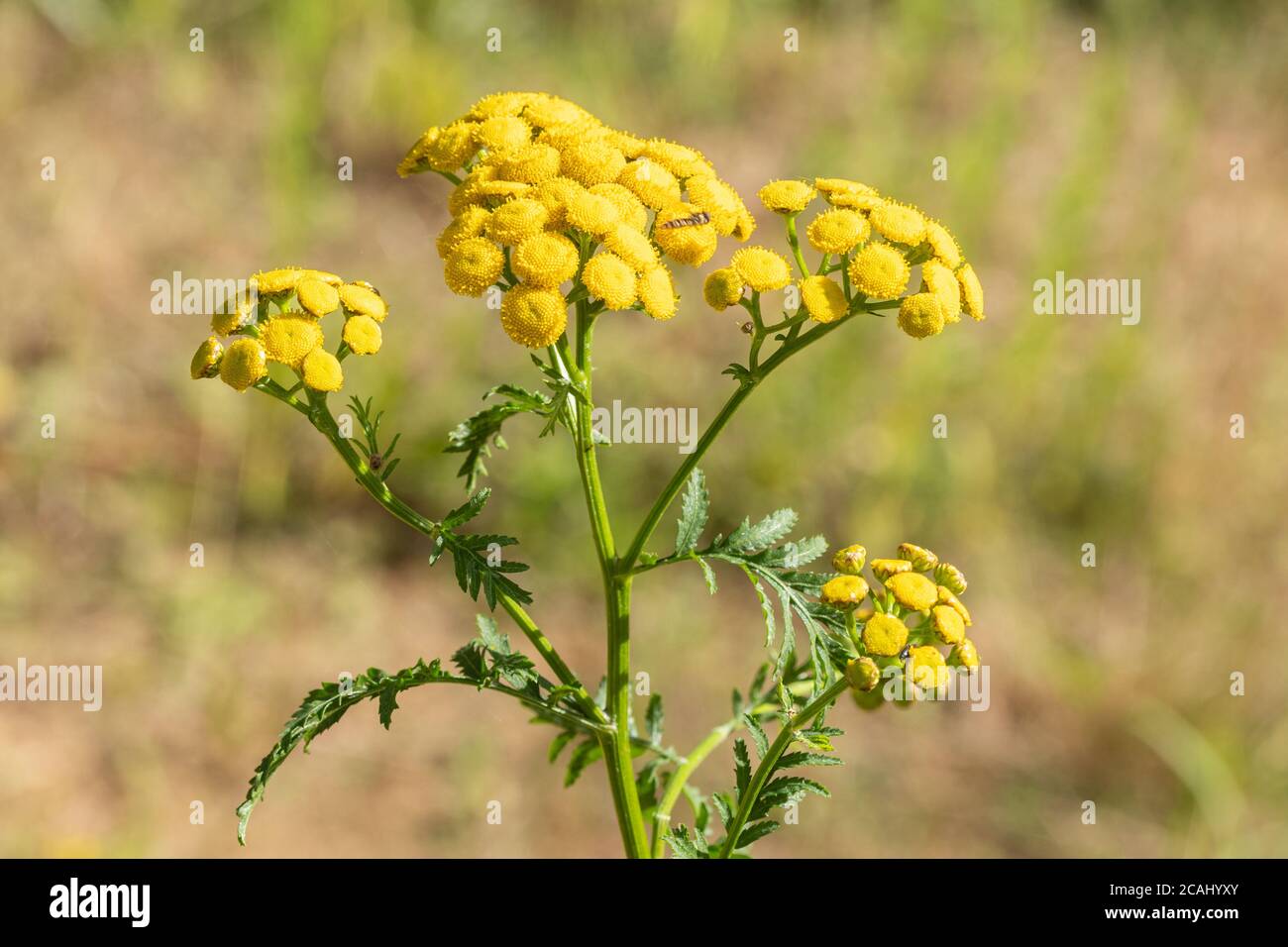 Tansy pianta (Tanacetum vulgare) con fiori gialli, una pianta perenne, erbacea fioritura della famiglia di Master Foto Stock