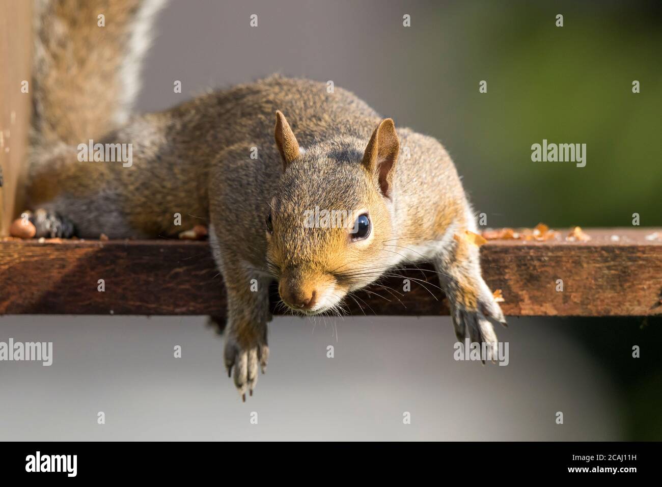 Chiudi, vista frontale dello scoiattolo grigio selvaggio del Regno Unito (Sciurus carolinensis) isolato sul tavolo da giardino per uccelli che si rilassa sotto il sole estivo. Concetto di relax. Foto Stock