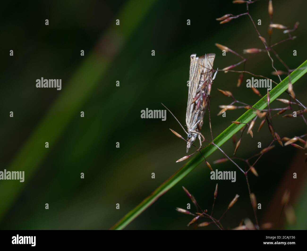 Primo piano di una piccolissima falda appartenente alla famiglia delle falene portacolori (Coleophoridae). Falena di cassa seduta su teste di seme di erba selvatica. Messa a fuoco selettiva, Foto Stock