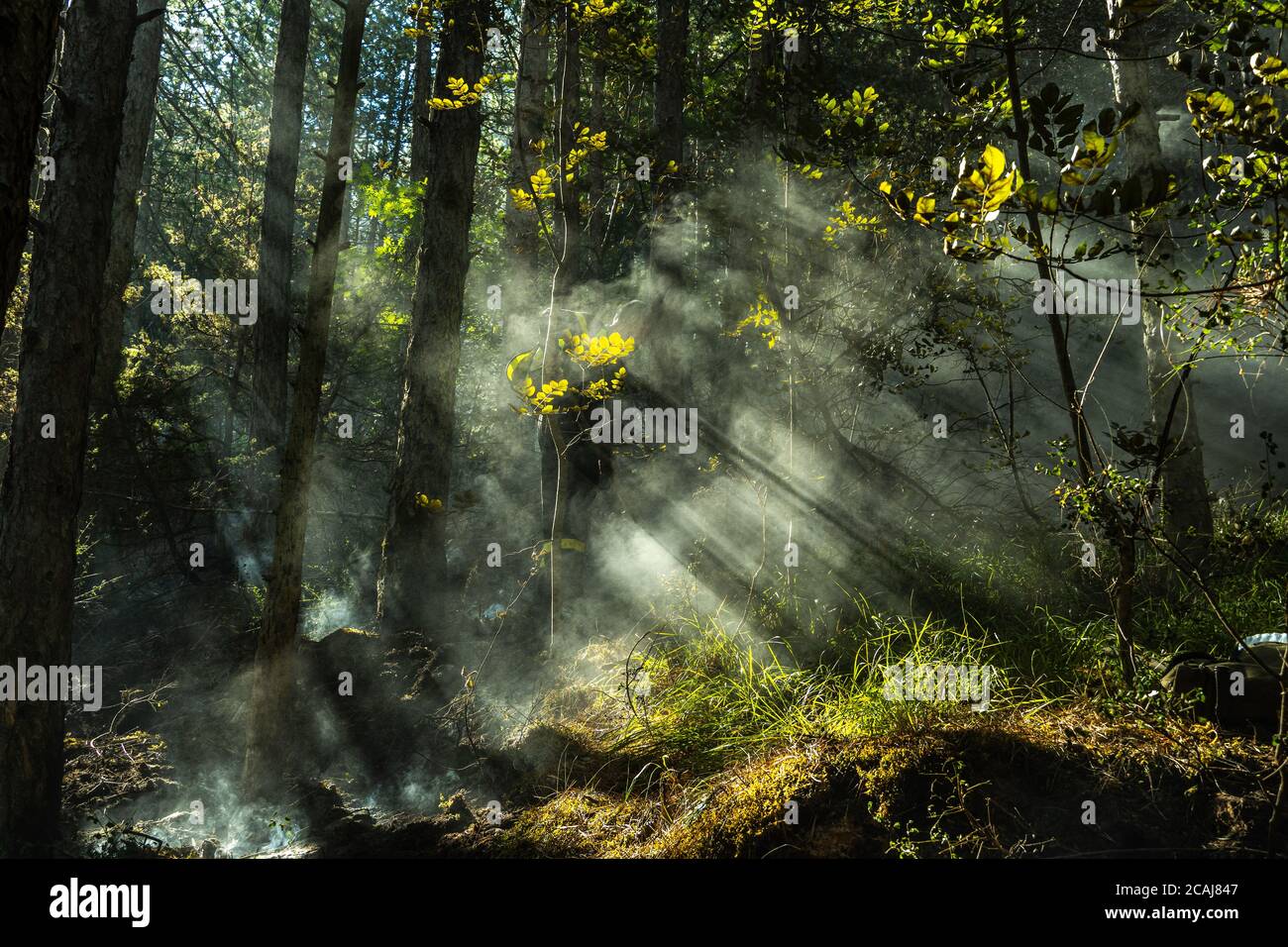 i raggi del sole penetrano attraverso il fumo dei tronchi di foresta bruciati Foto Stock