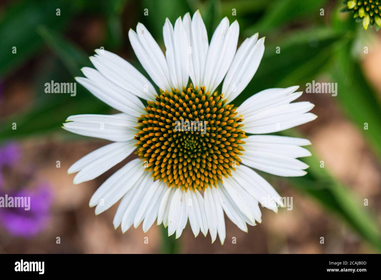 Una testa di fiore di un fiore viola 'White Swan' (Echinacea purpurea "White Swan") Foto Stock