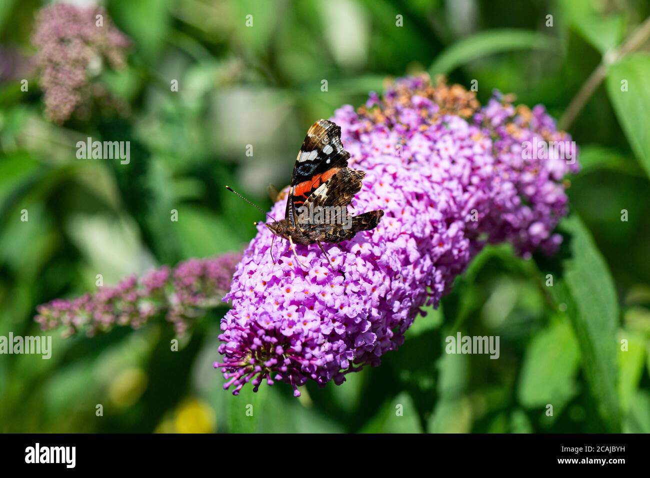 Una farfalla rossa ammiraglio (Vanessa atalanta) Su fiori di una farfalla cespuglio (Buddleja) Foto Stock