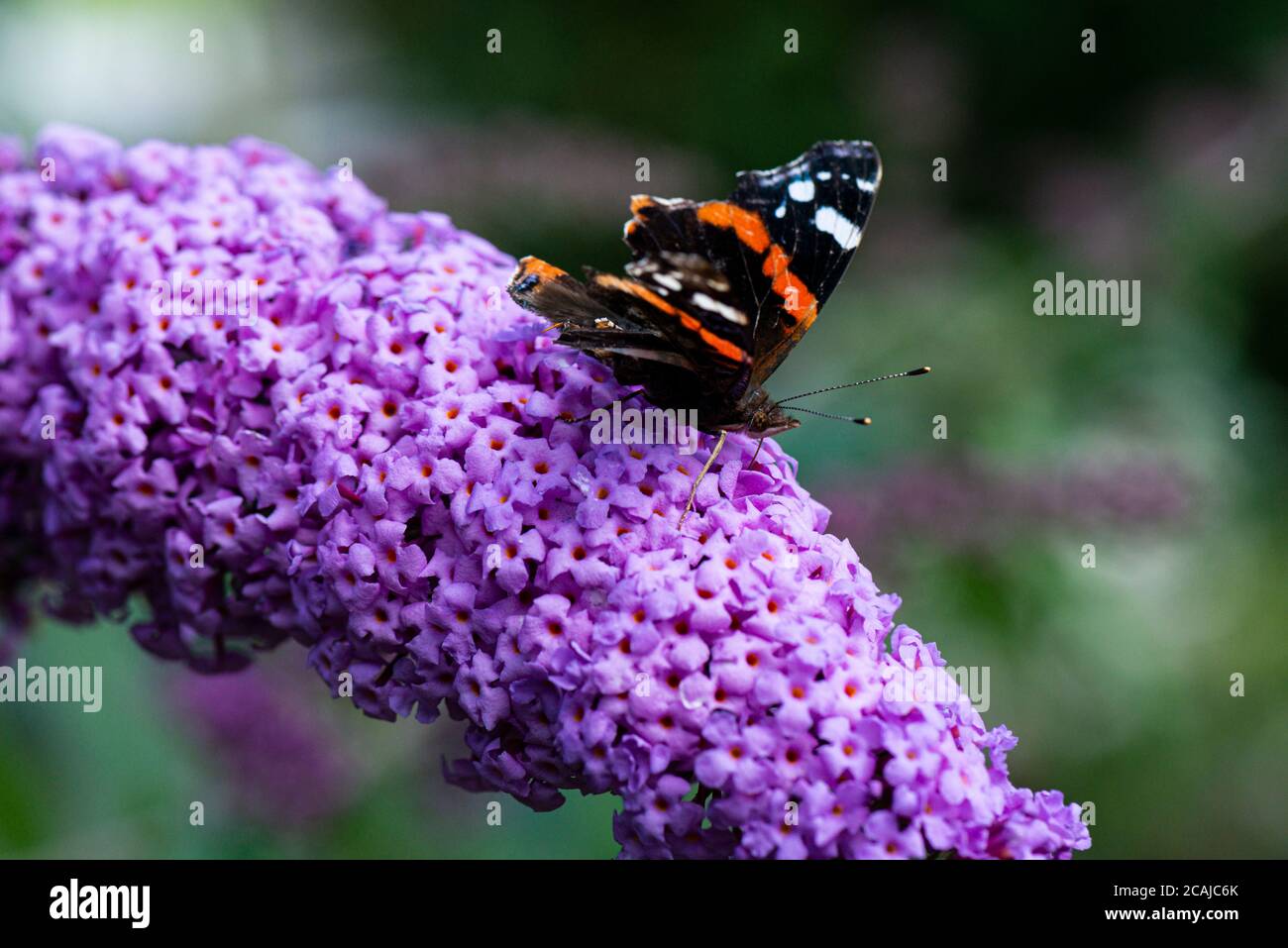 Una farfalla rossa ammiraglio (Vanessa atalanta) Su fiori di una farfalla cespuglio (Buddleja) Foto Stock