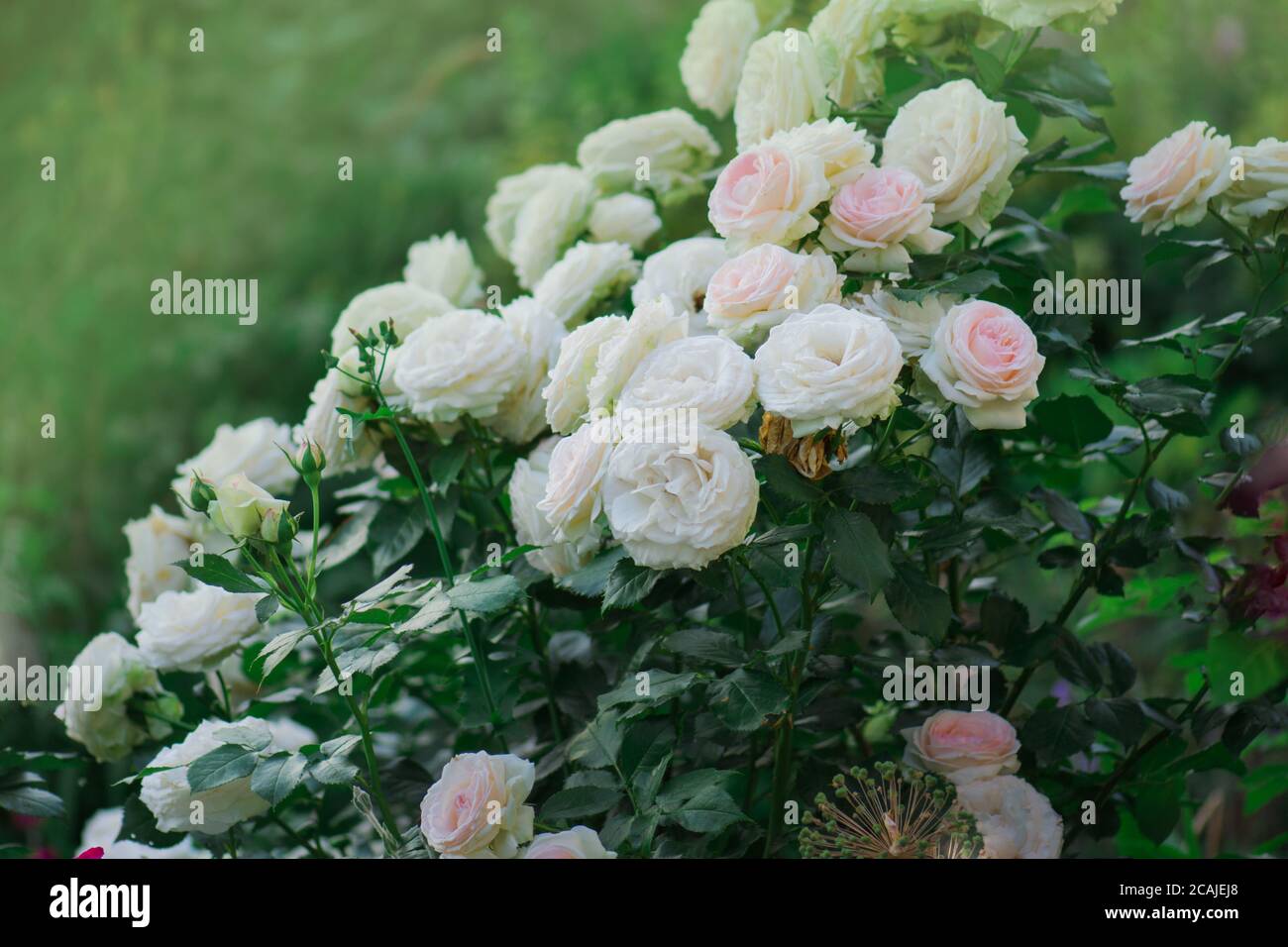 Rosa e rose bianche Eden Rose. Giardino estivo con rose inglesi Foto Stock