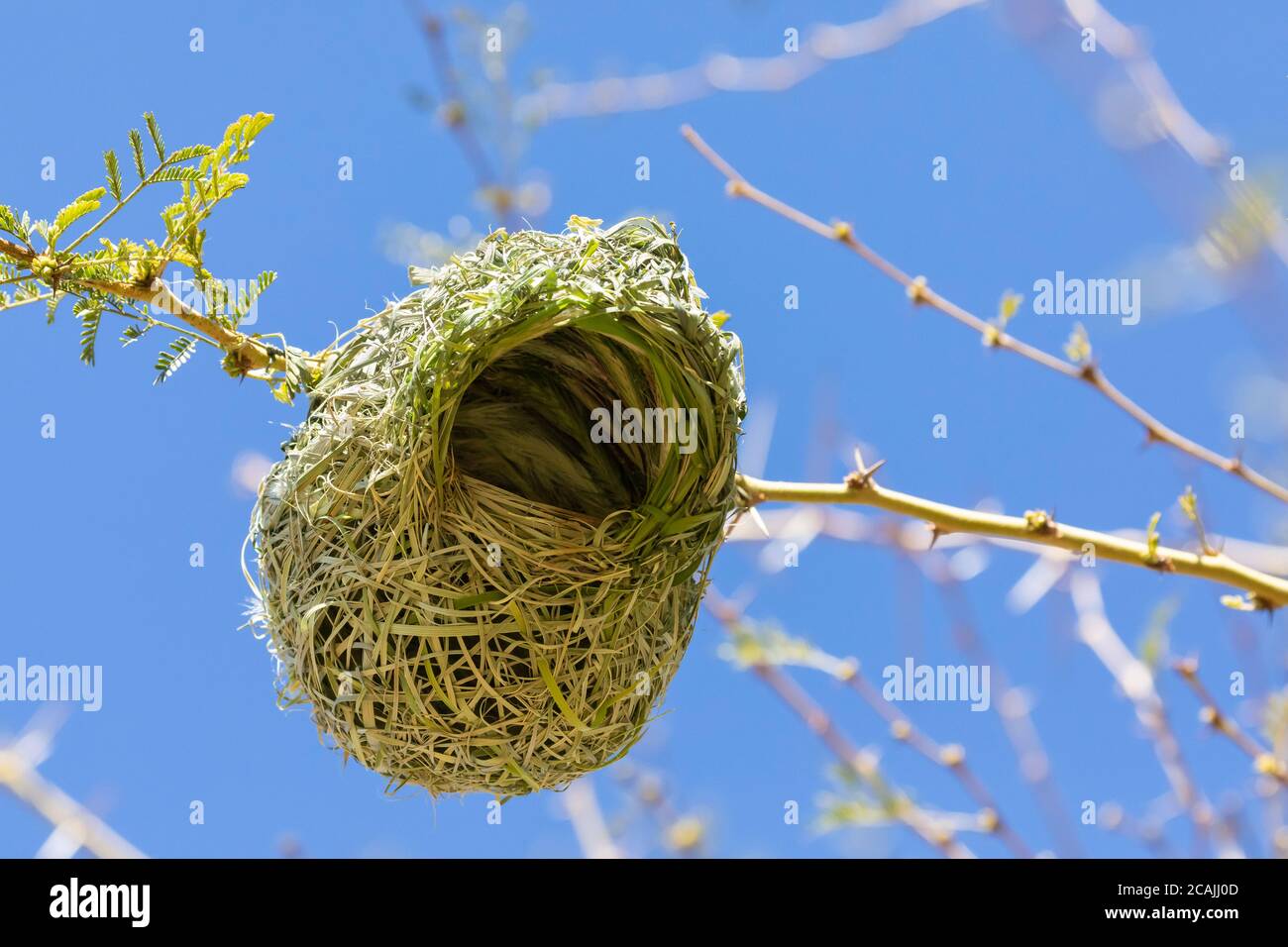 Dettaglio di un nido di tessitura del Sud di Weaver mascherato (Ploceus velatus) che mostra la costruzione e l'orientamento ordinato delle infiorescenze di erba insid Foto Stock