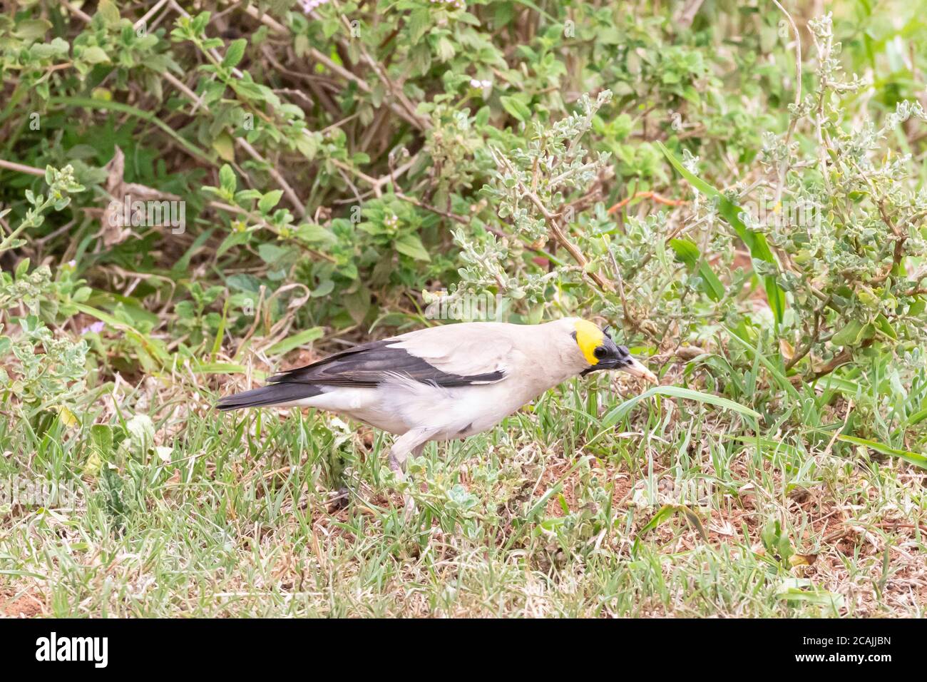 Wattled Starling (Creatophora cinerea) Capo orientale, Sudafrica Foto Stock