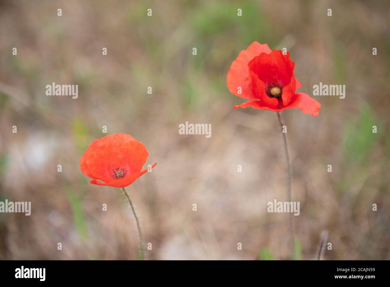 Papavero rosso su sfondo di erba verde. Foto Stock