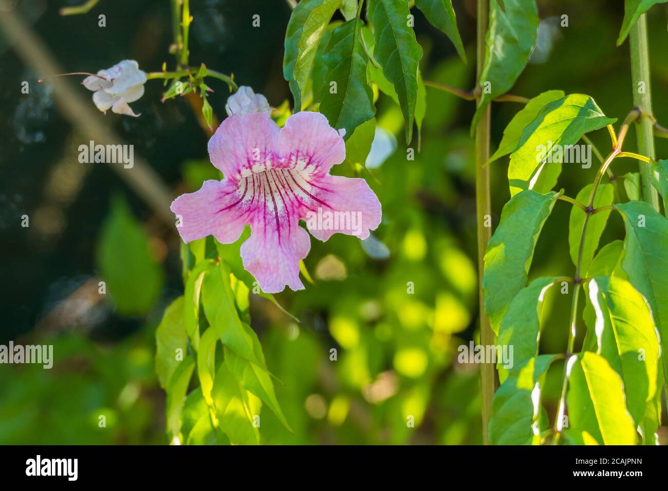 fiore di bignonia fiorita podranea ricasoliana pianta con luce solare Foto Stock
