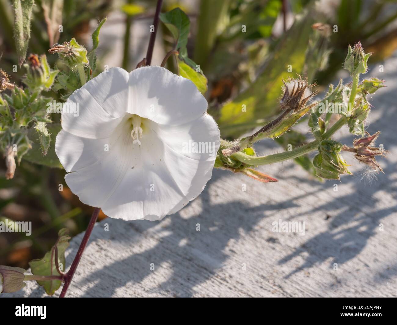 siepe bindweed fiore all'aperto e luce del sole calistegia sepium pianta Foto Stock