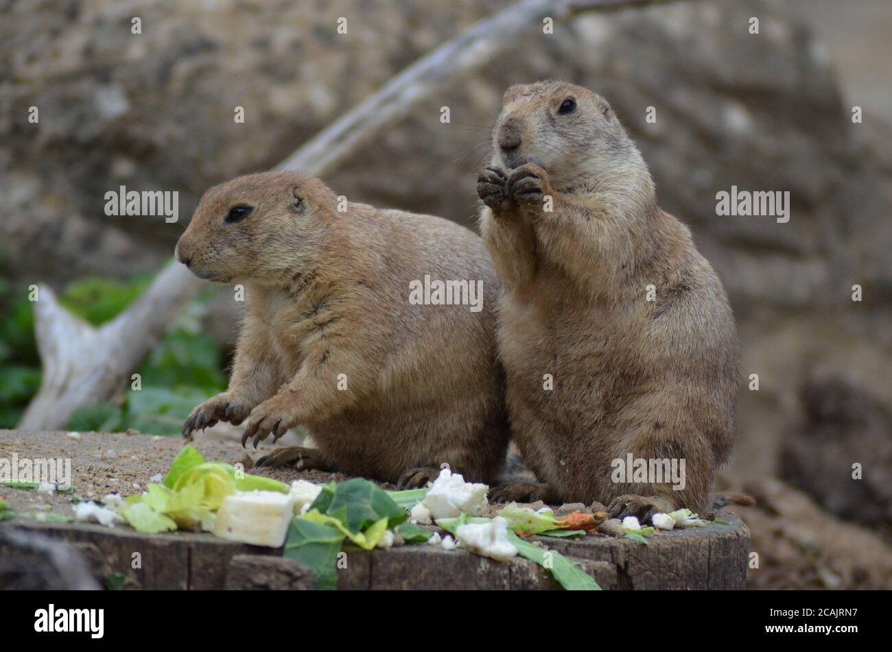 Cani della prateria Foto Stock